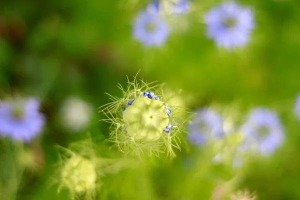 Bela Nigella Sativa Colorido Jardim — Fotografia de Stock