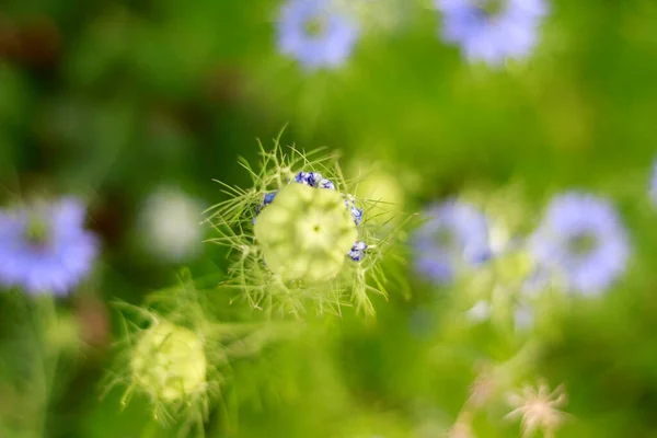 Bela Nigella Sativa Colorido Jardim — Fotografia de Stock