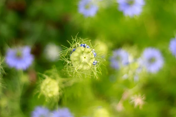 Mooie Gekleurde Nigella Sativa Tuin — Stockfoto