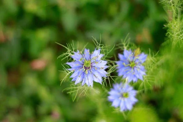 Όμορφο Χρωματιστό Nigella Sativa Στον Κήπο — Φωτογραφία Αρχείου