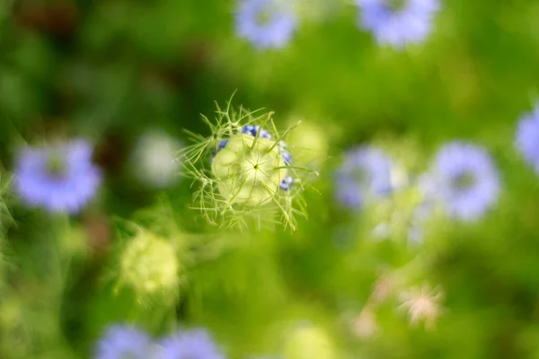 Bela Nigella Sativa Colorido Jardim — Fotografia de Stock