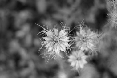 Güzel renkli nigella sativa bahçede