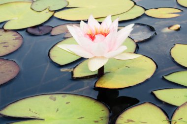  Nilüfer ve nilüfer çiçekleri çiçek açmış gölette
