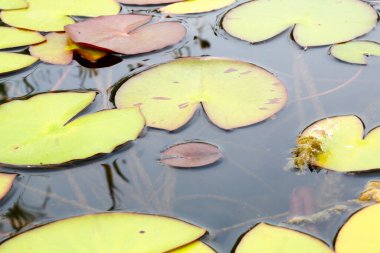  Nilüfer ve nilüfer çiçekleri çiçek açmış gölette