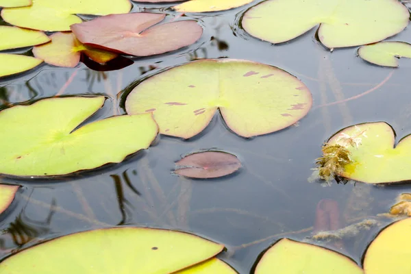 Vatten Lilja Och Lotus Blommor Damm Sjö Med Blommande Blommor — Stockfoto