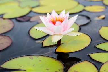  Nilüfer ve nilüfer çiçekleri çiçek açmış gölette