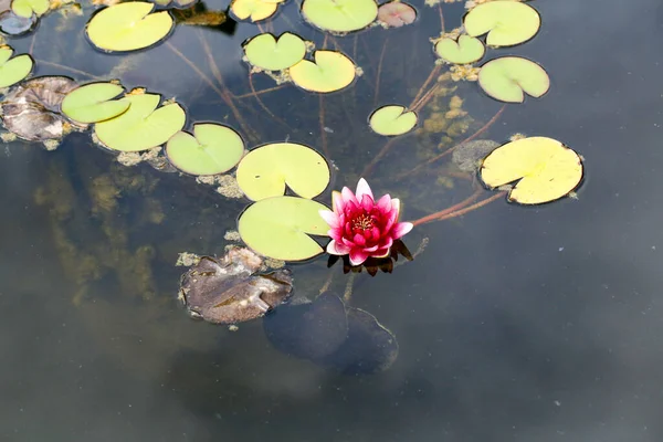 Vatten Lilja Och Lotus Blommor Damm Sjö Med Blommande Blommor — Stockfoto