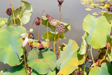  Nilüfer ve nilüfer çiçekleri çiçek açmış gölette