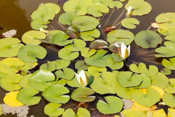 荷花和荷花在荷花盛开的池塘湖中 — 图库照片