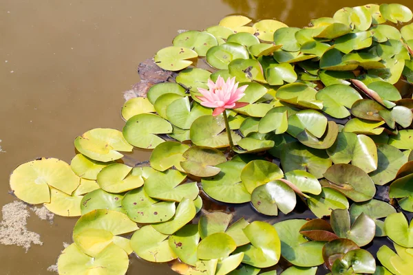 Vatten Lilja Och Lotus Blommor Damm Sjö Med Blommande Blommor — Stockfoto