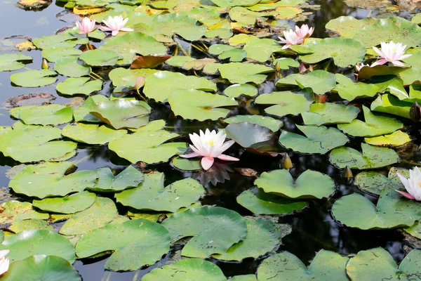 Vatten Lilja Och Lotus Blommor Damm Sjö Med Blommande Blommor — Stockfoto