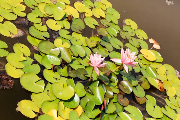 Vatten Lilja Och Lotus Blommor Damm Sjö Med Blommande Blommor — Stockfoto