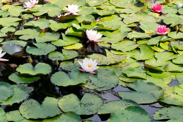 Vatten Lilja Och Lotus Blommor Damm Sjö Med Blommande Blommor — Stockfoto