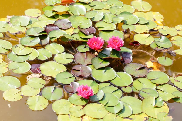 Vatten Lilja Och Lotus Blommor Damm Sjö Med Blommande Blommor — Stockfoto