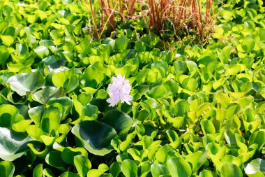  Nilüfer ve nilüfer çiçekleri çiçek açmış gölette