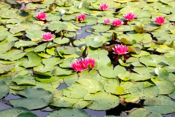 Kwiaty Lilii Wodnej Lotosu Jeziorze Stawu Kwitnącymi Kwiatami — Zdjęcie stockowe