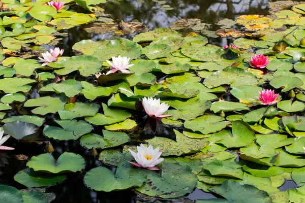 Vatten Lilja Och Lotus Blommor Damm Sjö Med Blommande Blommor — Stockfoto