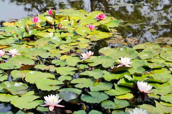 Vatten Lilja Och Lotus Blommor Damm Sjö Med Blommande Blommor — Stockfoto