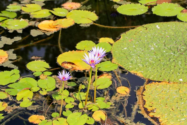 Waterlelie Lotus Bloemen Vijver Meer Met Bloeiende Bloemen — Stockfoto