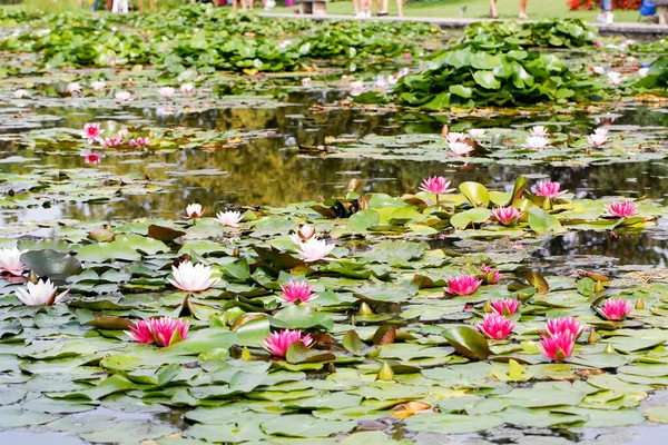 Fleurs Nénuphar Lotus Dans Lac Étang Avec Des Fleurs Fleurs — Photo
