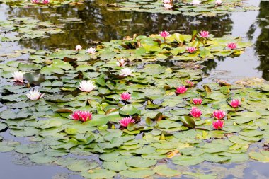  Nilüfer ve nilüfer çiçekleri çiçek açmış gölette