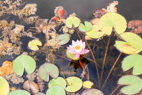 Vatten Lilja Och Lotus Blommor Damm Sjö Med Blommande Blommor — Stockfoto