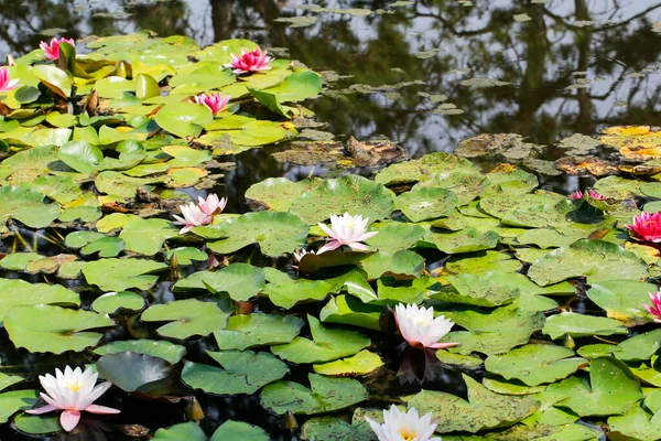 Lírio Água Flores Lótus Lago Lagoa Com Flores Florescendo — Fotografia de Stock