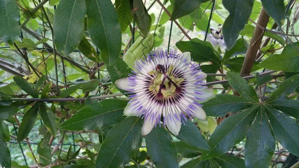 Fioletowy Passionflower Passiflora Incarnata Słonecznym Ogrodzie — Zdjęcie stockowe