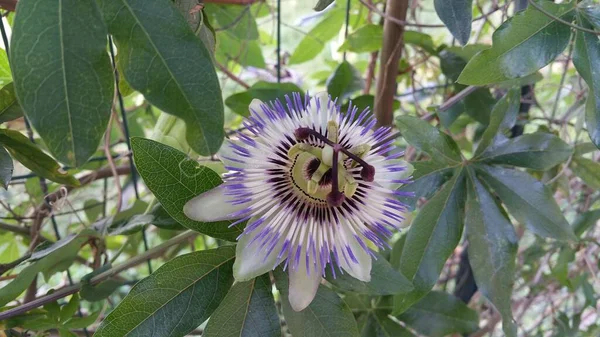 Paarse Passiebloem Passiflora Incarnata Zonnige Tuin — Stockfoto
