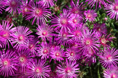 Dayanıklı buz fabrikası Delosperma Cooci Gardel 'da güneş altında