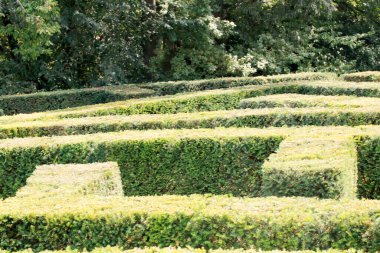bahçe labirenti yukarıdan görünen ağaç bitkilerinden yapılmıştır.