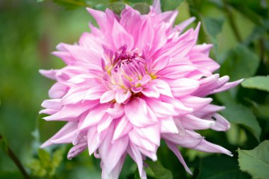 Dahlia Cav Bahçedeki güzel çiçek güneşli