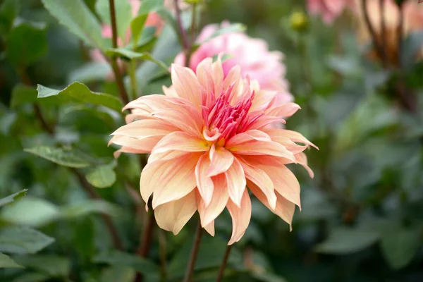 Dahlia Cav Hermosa Flor Jardín Soleado —  Fotos de Stock