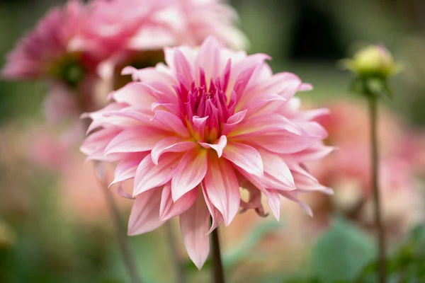 Dahlia Cav Vacker Blomma Trädgården Solig — Stockfoto