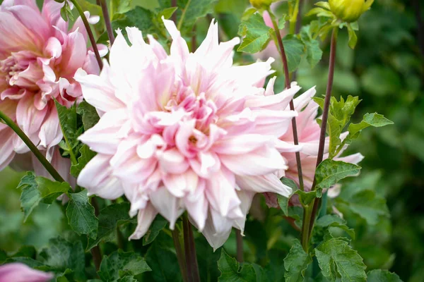 Dahlia Cav Piękny Kwiat Ogrodzie Słoneczny — Zdjęcie stockowe