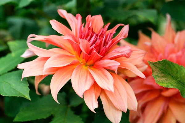 Dahlia Cav Hermosa Flor Jardín Soleado —  Fotos de Stock