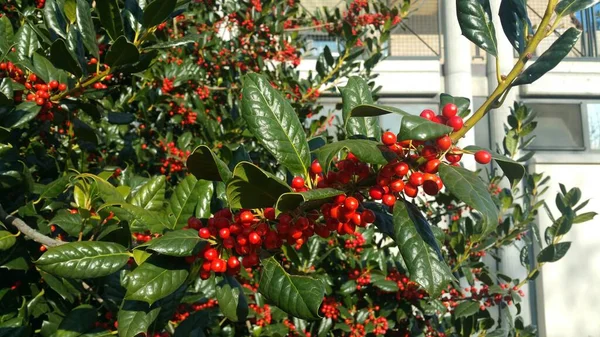 Ilex Opaca Acebo Americano Con Friut Rojo —  Fotos de Stock