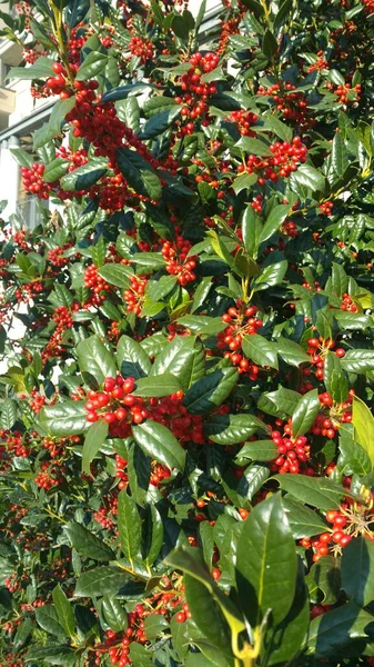 Ilex Opaca Acebo Americano Con Friut Rojo — Foto de Stock