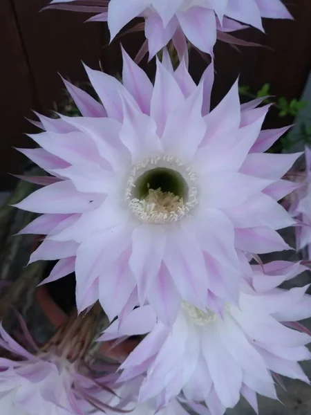 Selenicereus grandiflorus antillerden çiçek kaktüsü açar.