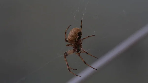 Zoropsis Spinimana Big Spider Italy Real Time — Stock Photo, Image