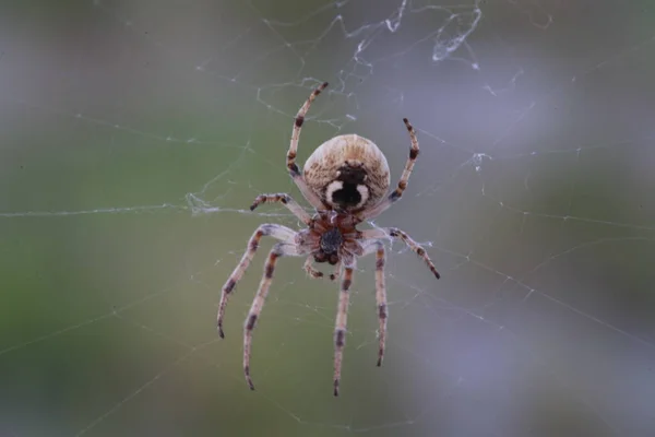 Zoropsis spinimana İtalya 'da gerçek zamanlı büyük bir örümcek.