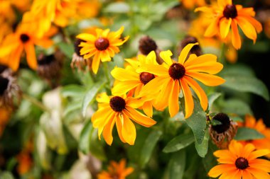 Rudbeckia hirta siyah gözlü Susan açık çiçeklerle güneşli bahçede