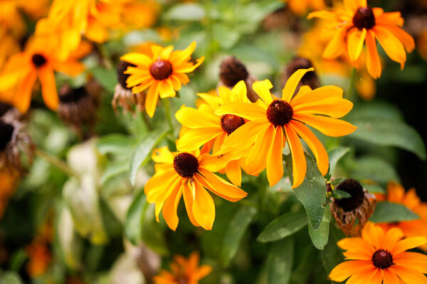 Rudbeckia hirta black-eyes susan in sunny garden with open flowers