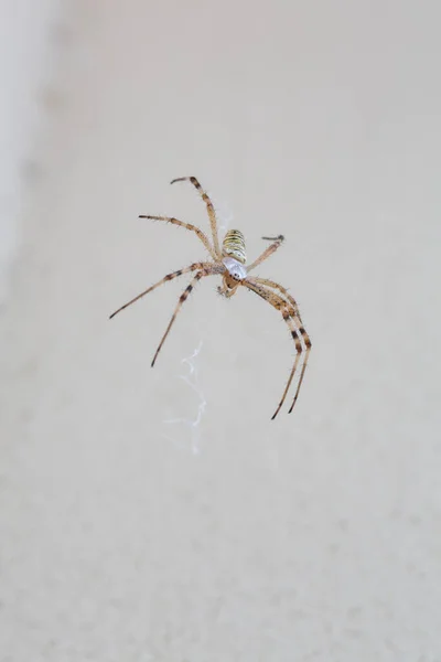 Gran Araña Amarilla Negra Con Insecto Mosca Argiope Bruennichi Araña — Foto de Stock