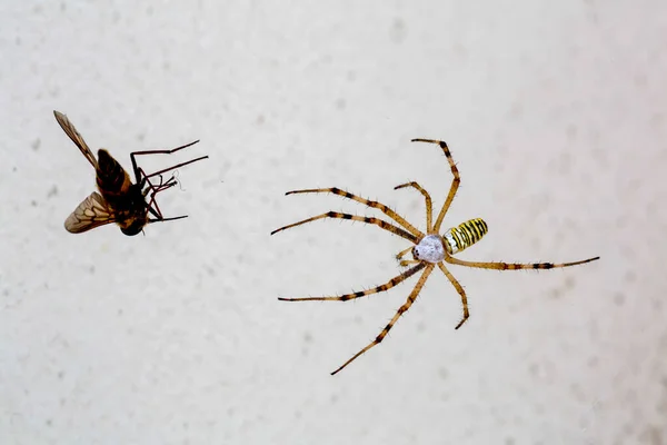 Grande Ragno Giallo Nero Con Insetto Mosca Argiope Bruennichi Ragno — Foto Stock