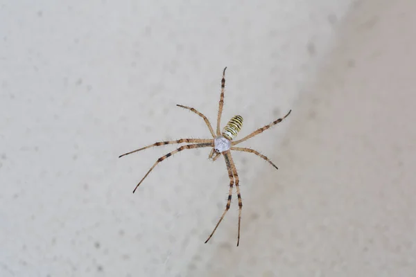 Gran Araña Amarilla Negra Con Insecto Mosca Argiope Bruennichi Araña — Foto de Stock