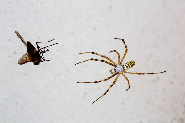 Velký Žlutý Černý Pavouk Hmyzem Argiope Bruennichi Vosa Pavouk — Stock fotografie