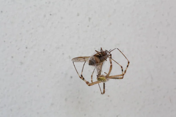 Gran Araña Amarilla Negra Con Insecto Mosca Argiope Bruennichi Araña — Foto de Stock