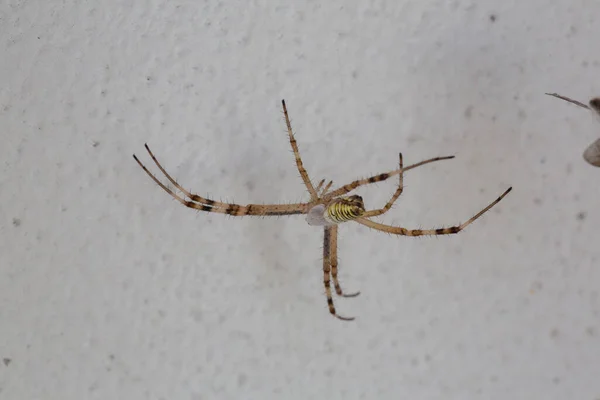 Gran Araña Amarilla Negra Con Insecto Mosca Argiope Bruennichi Araña — Foto de Stock