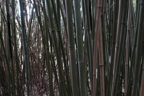 luxuriant bamboo reed bed with spring leaves. High quality photo